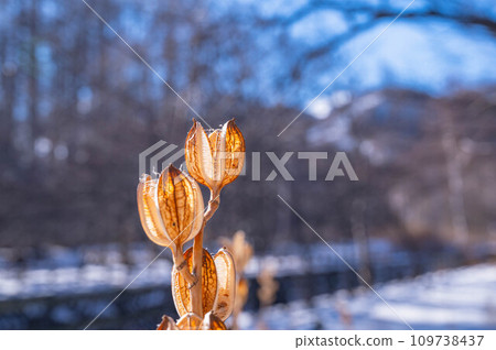 百合殼和雪景 109738437