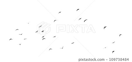 Flock of birds flying isolated on white background 109738484