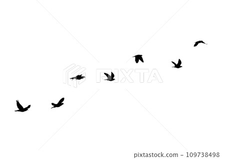Flock of birds flying isolated on white background Flock of birds flying isolated on white background 109738498