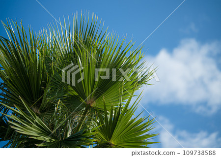 summer memory palm tree and sky summer memory palm tree and sky 109738588