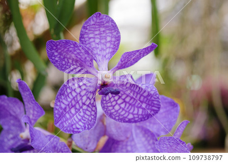 Beautiful vanda orchid flower blooming in garden floral background Beautiful vanda orchid flower blooming in garden floral background 109738797