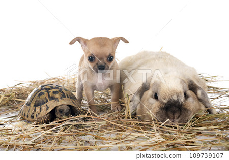 rabbit, chihuahua and turtle in studio rabbit, chihuahua and turtle in studio 109739107