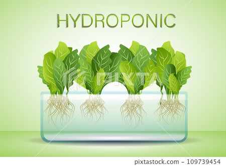 Portable hydroponic aeroponic system for eco-friendly growing of green lettuce, vegetables and herbs. Organic vegetable garden 109739454