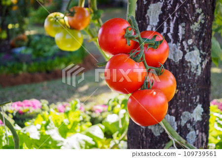 Fresh ripe red tomatoes plant growth in organic garden Fresh ripe red tomatoes plant growth in organic garden 109739561