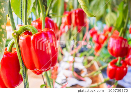 Red bell pepper plant growing in organic garden Red bell pepper plant growing in organic garden 109739570