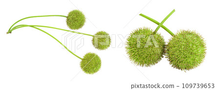 fruit of sycamore plane tree isolated on white background. Top view. Flat lay 109739653