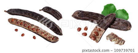 Ripe carob pods and bean isolated on white background with full depth of field Ripe carob pods and bean isolated on white background with full depth of field 109739701