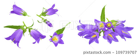 Campanula flower isolated on white background. Top view. Flat lay 109739707