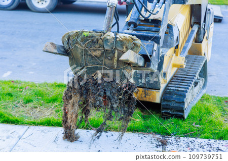 Working near house yard landscaper planted tree seedlings 109739751