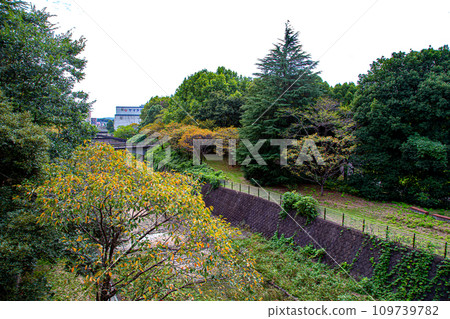 Waterway and trees flowing through the park Waterway and trees flowing through the park 109739782