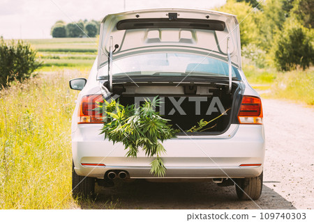 Legal Green Marijuana Cannabis Leaves At Open Car Trunk. Farm In Summer Day, Beautiful Cannabis Background. Cultivation Background. Marijuana Cultivation Green Lush Background Of Leaves. Young 109740303