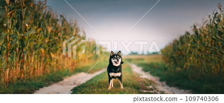 Beautiful Funny Young Black And Tan Shiba Inu Dog Outdoor In Countryside Road. Panorama, Panoramic View Shot Scene 109740306
