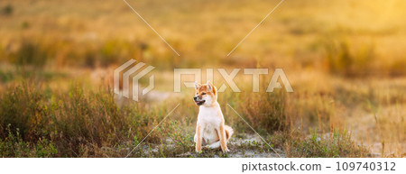 Young Red Shiba Inu Puppy Dog Sitting Outdoor In Grass During Sunset. Panorama, Panoramic View Shot Scene Copy Space 109740312
