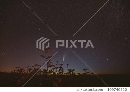 Comet Neowise C 2020 F3 In Night Starry Sky Above Flowering Buckwheat. summer Night Stars 109740320