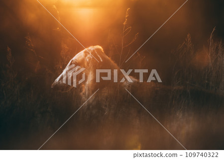 Russian Dog, Borzoi Resting On Grass In Rays Of Setting Sun. Russian Hunting Sighthound In Summer Sunset Sunrise Meadow Field. Greyhound Dog Lurking In Ambush Russian Dog, Borzoi Resting On Grass In Rays Of Setting Sun. Russian Hunting Sighthound In Summer Sunset Sunrise Meadow Field. Greyhound Dog Lurking In Ambush 109740322
