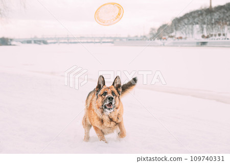 Training Of Purebred Adult Alsatian Wolf Dog Winter Day. German Shepherd Dog Getting Ready For Frisbee. Leisure Game Winter Season. Copy Space 109740331