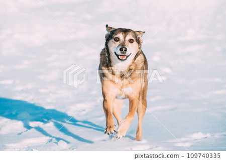 Mixed Breed Dog Playing Outdoor At Winter Day. Pet Friendship Concept. Playful Pet Outdoors Winter Season 109740335
