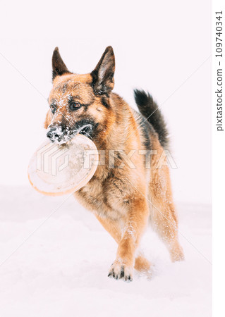 German Shepherd Dog Playing Frisbee Freestyle. Winter Season. Training Of Purebred Adult Alsatian Wolf Dog Winter Day German Shepherd Dog Playing Frisbee Freestyle. Winter Season. Training Of Purebred Adult Alsatian Wolf Dog Winter Day 109740341