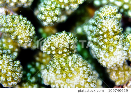 Hanayasai珊瑚的特寫 109740629