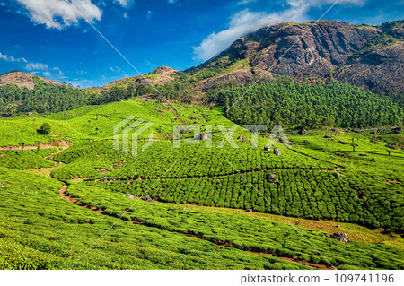 Tea plantations, Munnar, Kerala state, India 109741196