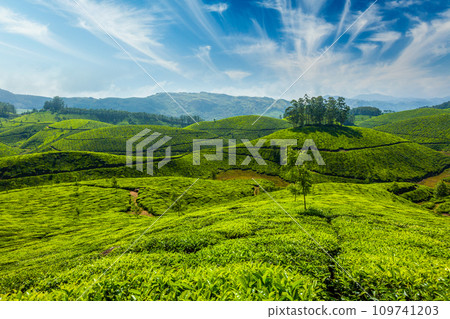 Tea plantations in Munnar, Kerala 109741203