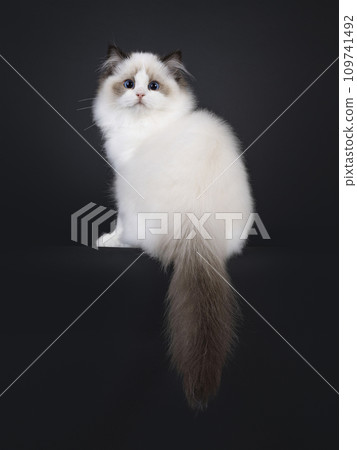 Seal Ragdoll cat kitten on black background Seal Ragdoll cat kitten on black background 109741492