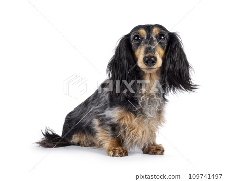 Dachshund dog on white background Dachshund dog on white background 109741497