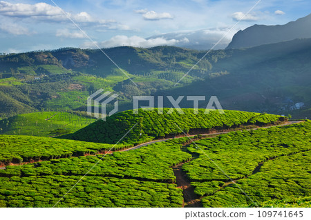 Tea plantations, India 109741645