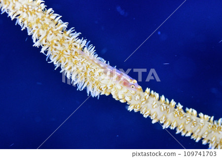 Glass goby that lives in Muchikaramatsu Glass goby that lives in Muchikaramatsu 109741703