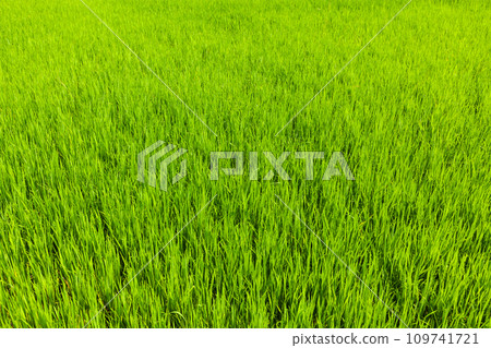 Rice close up, India 109741721