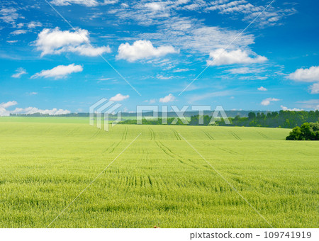 Morning in large wheat field. Morning in large wheat field. 109741919