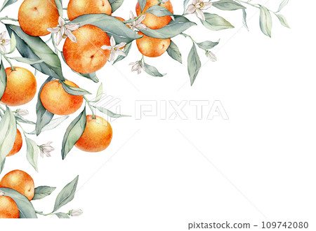 Watercolor frame illustration orange tangarine and green leaves isolated on white background. border hand painted natural plant twigs with fresh citrus fruits for design. Banner with mandarin branches Watercolor frame illustration orange tangarine and green leaves isolated on white background. border hand painted natural plant twigs with fresh citrus fruits for design. Banner with mandarin branches 109742080