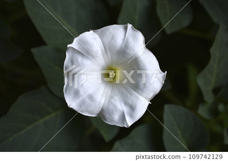 A large white datura flower with green leaves. Large white flowers. A large white datura flower with green leaves. Large white flowers. 109742129