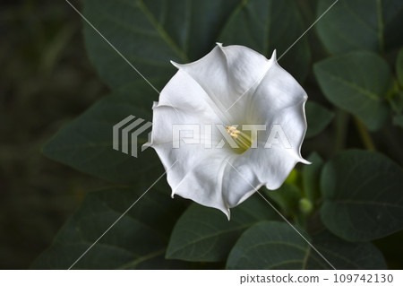 A large white datura flower with green leaves. Large white flowers. 109742130