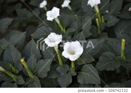 A large white datura flower with green leaves. Large white flowers. A large white datura flower with green leaves. Large white flowers. 109742132