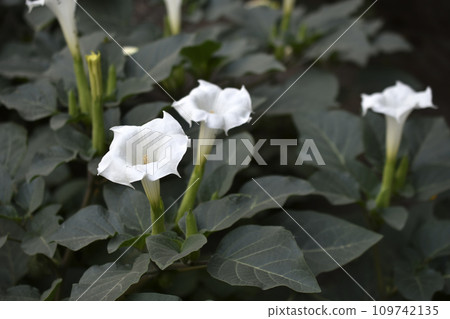 A large white datura flower with green leaves. Large white flowers. A large white datura flower with green leaves. Large white flowers. 109742135