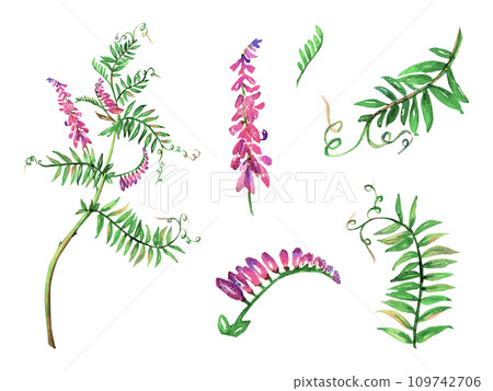 Mouse peas flower watercolor floral illustration. Purple bloom green leaves isolated on white background. Meadow wildflower botanical natural hand drawn. Lavender blossom realistic aquarelle plant Mouse peas flower watercolor floral illustration. Purple bloom green leaves isolated on white background. Meadow wildflower botanical natural hand drawn. Lavender blossom realistic aquarelle plant 109742706