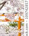 櫻花和Torii Torii 109742857