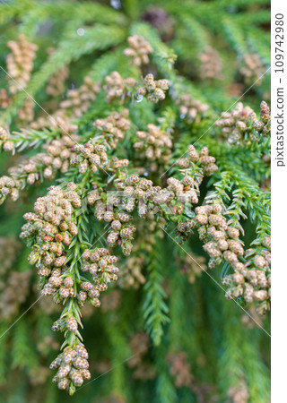 Pollinosis cedar pollen cedar flowers Pollinosis cedar pollen cedar flowers 109742980