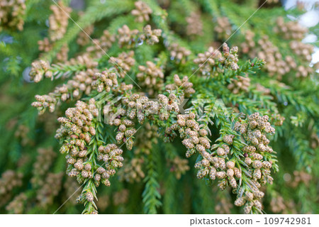 Pollinosis cedar pollen cedar flowers Pollinosis cedar pollen cedar flowers 109742981
