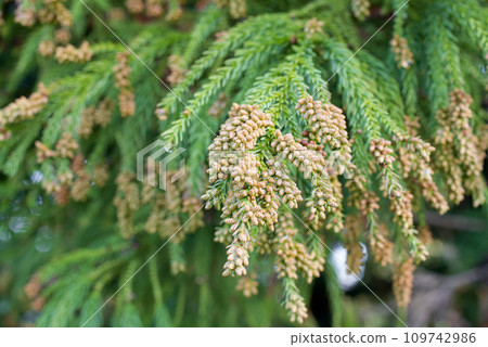 花粉病雪松花粉雪松鮮花 花粉病雪松花粉雪松鮮花 109742986