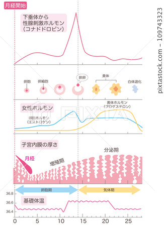 （抱歉，之前把黃體期寫成了氣態期。我會重新上傳。）月經週期概要 109743323