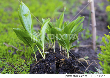 Plant lilies of the valley. Green lilies of the valley with roots. Planting plants in the garden. Plant in the sun. plant bokeh. 109743440