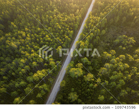 sandy road at sunrise - Apalachicola National Forest in Florida, aerial view sandy road at sunrise - Apalachicola National Forest in Florida, aerial view 109743596