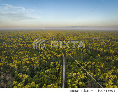 sandy road in Apalachicola National Forest in Florida, aerial view at sunrise sandy road in Apalachicola National Forest in Florida, aerial view at sunrise 109743605