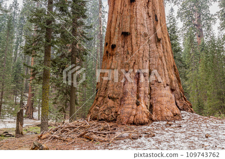 Sequoia redwood Tree Bark Texture Background 109743762