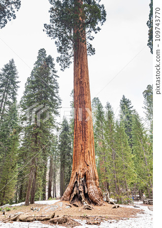 Giant Sequoia Tree in Sequoia National Park Giant Sequoia Tree in Sequoia National Park 109743770