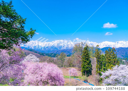 [春天的材料]春天的絕景，小川村番所的櫻花[長野縣] 109744188