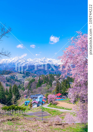 [春天的材料]春天的絕景，小川村番所的櫻花[長野縣] 109744222