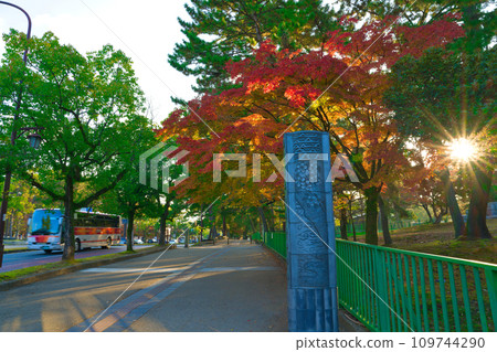 【奈良縣】11月前往奈良公園賞紅葉 109744290